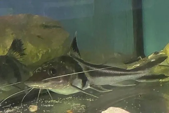 TABU Pimelodus auratus 23/24cm Warszawa, Mazowieckie, Warszawa