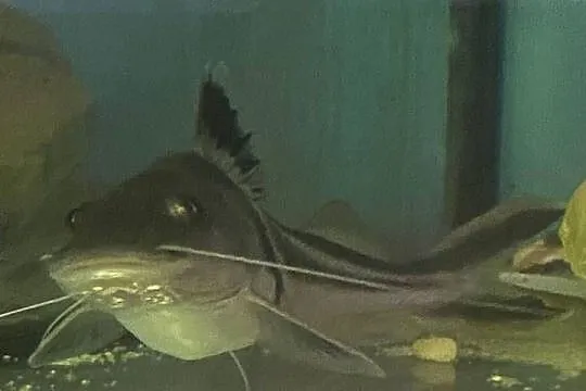 TABU Pimelodus auratus 23/24cm Warszawa, Mazowieckie, Warszawa
