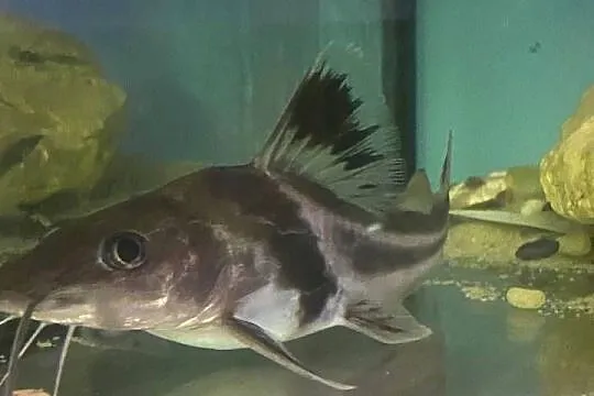 TABU Pimelodus auratus 23/24cm Warszawa, Mazowieckie, Warszawa