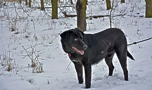 Bleki czarny psiak w typie labladora, mazowieckie