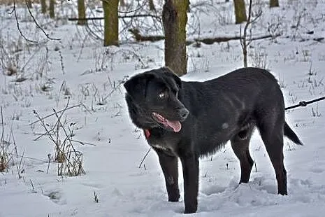 Bleki czarny psiak w typie labladora,  mazowieckie