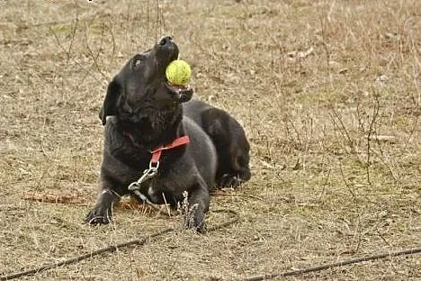 Bleki czarny psiak w typie labladora,  mazowieckie