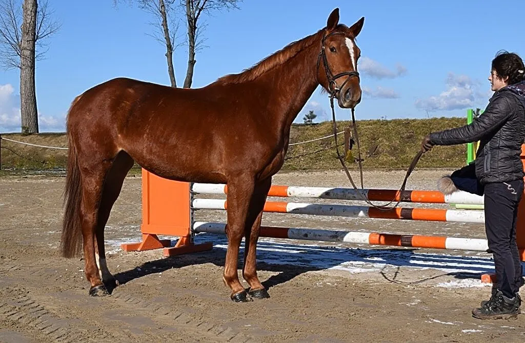 Rewia klacz rekreacja -sport, ,