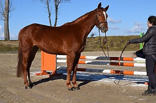 Rewia klacz rekreacja -sport, , 