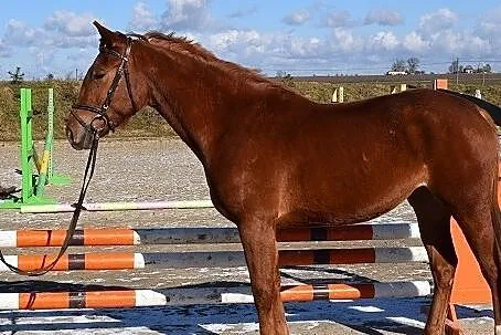 Rewia klacz rekreacja -sport, , 