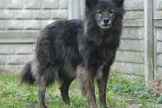 LIS szuka przyjaciela na zawsze, Mazowieckie, Płock