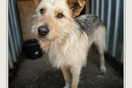 TERA,12kg,terier mix,średnia,łagodna,delikatna,sterylizowana suczka.ADOPCJA, Mazowieckie, Warszawa