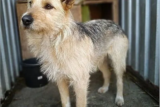 TERA,12kg,terier mix,średnia,łagodna,delikatna,sterylizowana suczka.ADOPCJA, Mazowieckie, Warszawa