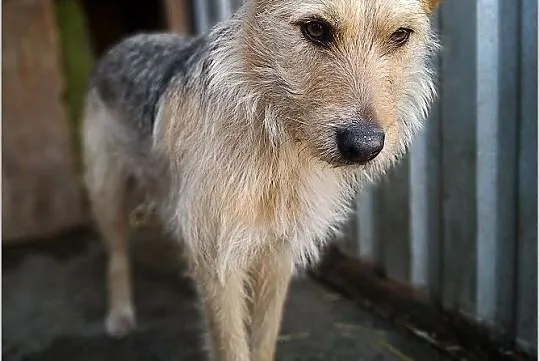 TERA,12kg,terier mix,średnia,łagodna,delikatna,sterylizowana suczka.ADOPCJA, Mazowieckie, Warszawa
