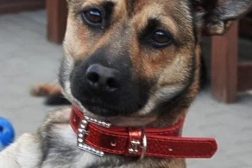 Urocza Maja młoda cudna sunia szuka kochającego domu! ,  wielkopolskie Poznań