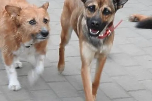 Urocza Maja młoda cudna sunia szuka kochającego do