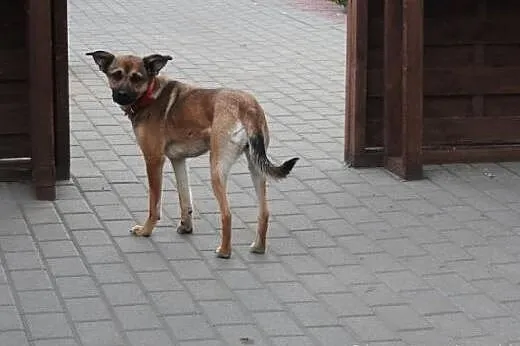 Urocza Maja młoda cudna sunia szuka kochającego do
