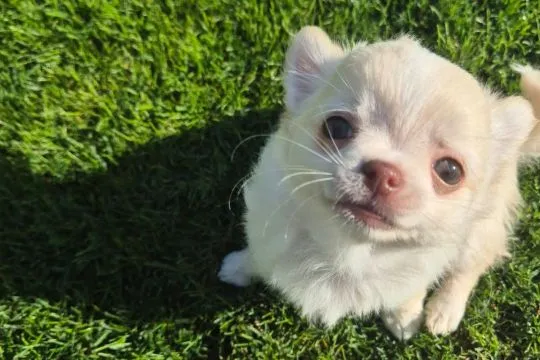 Chihuahua FCI z kameralnej domowej hodowli Z domu Rosa, suczka długowłosa, , Łomianki