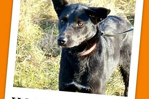Roczna,średnia 15 kg suczka MARKIZA, przyjazna,wes
