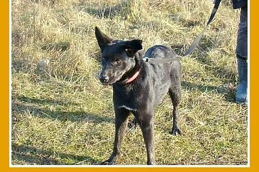 Roczna,średnia 15 kg suczka MARKIZA, przyjazna,wes