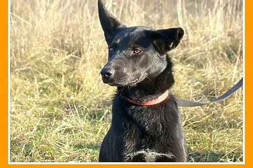 Roczna,średnia 15 kg suczka MARKIZA, przyjazna,wes