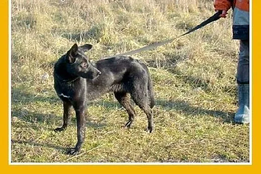 Roczna,średnia 15 kg suczka MARKIZA, przyjazna,wes