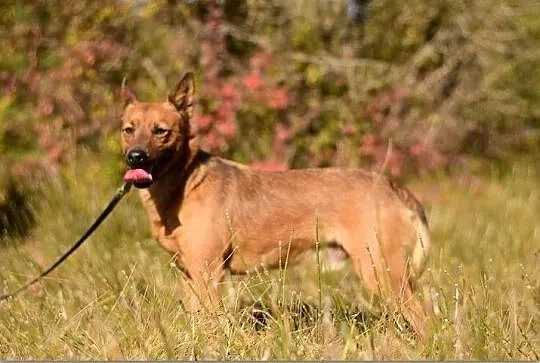 CZAKI,10kg,młody,łagodny,szczepiony piesek.ADOPCJA, Mazowieckie, Warszawa