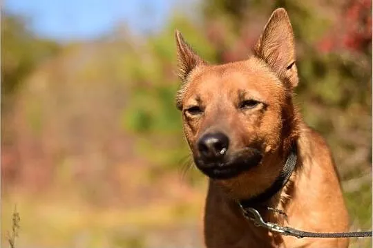 CZAKI,10kg,młody,łagodny,szczepiony piesek.ADOPCJA, Mazowieckie, Warszawa