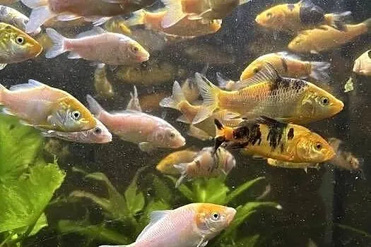 karpie koi