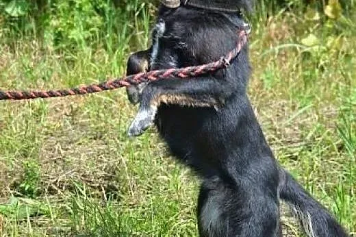 Słodka Gruszka czeka na domek, może Ty ją zabierze