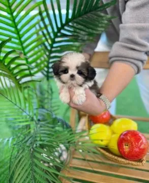 Piękne szczenięta Shih Tzu, pies i suczka, dostępne dla Ciebie i Twojej rodziny., , Łódź