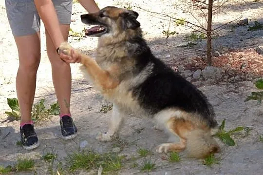Zosia - śliczna owczareczka :)