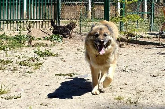 Zosia - śliczna owczareczka :)