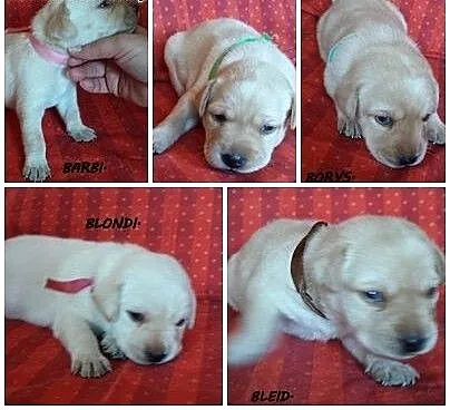 Labrador retiver do rezerwacji, kujawsko-pomorski