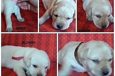 Labrador retiver do rezerwacji,  kujawsko-pomorski