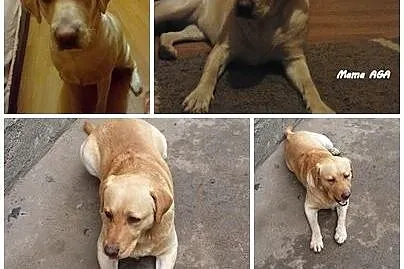 Labrador retiver do rezerwacji,  kujawsko-pomorski