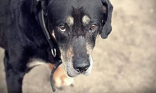 Ares, kochający człowieka, lubiący inne psy mix RO