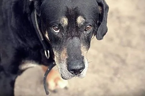 Ares, kochający człowieka, lubiący inne psy mix RO