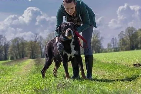 Ares, kochający człowieka, lubiący inne psy mix RO