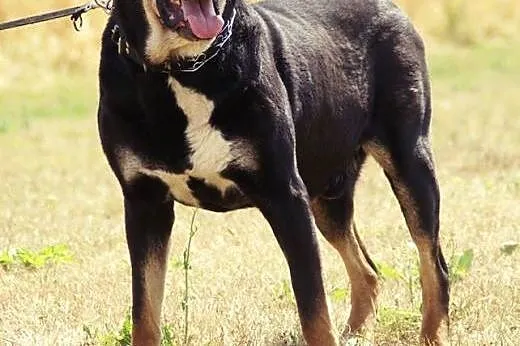 Ares, kochający człowieka, lubiący inne psy mix RO