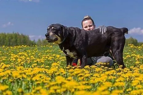 Ares, kochający człowieka, lubiący inne psy mix RO
