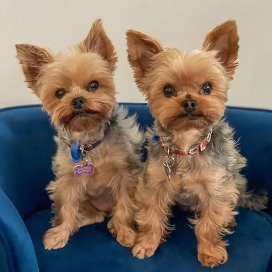Yorkshire terrier dla każdego kochającego i troskliwego domu, dostępny zarówno pies, jak i suczka.
