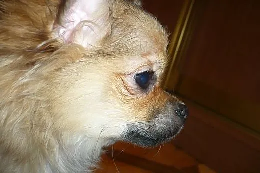 śliczny piesek rasy Chihuahua,  łódzkie Pabianice