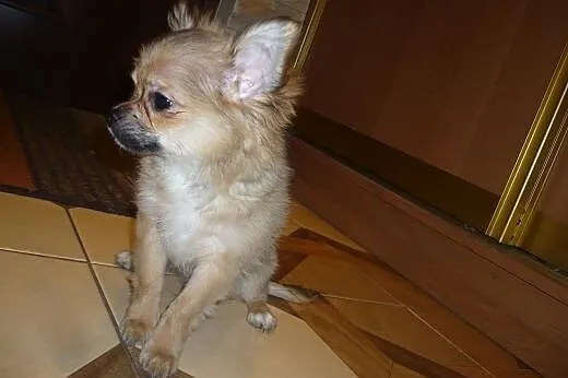 śliczny piesek rasy Chihuahua,  łódzkie Pabianice