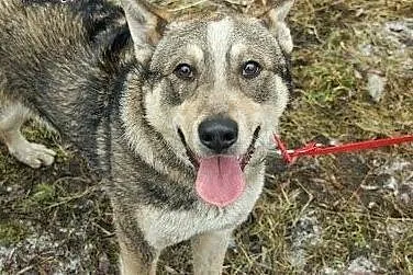 Dino - młody i wesoły psiak w typie husky czeka na