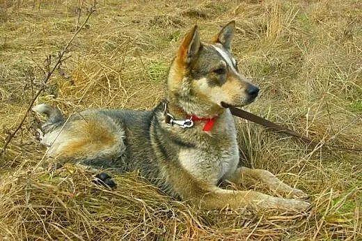 Dino - młody i wesoły psiak w typie husky czeka na