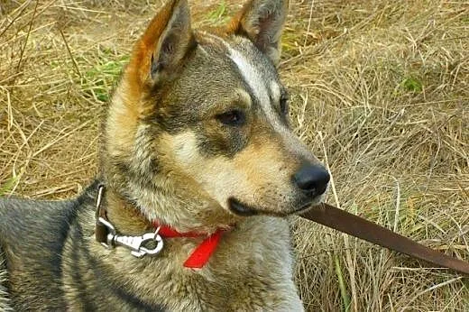 Dino - młody i wesoły psiak w typie husky czeka na