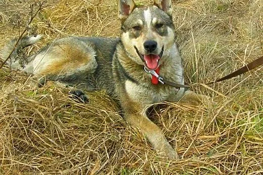 Dino - młody i wesoły psiak w typie husky czeka na