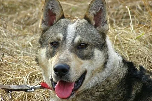 Dino - młody i wesoły psiak w typie husky czeka na
