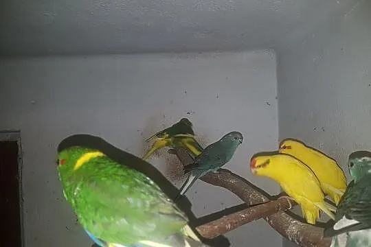 Modrolotki - Papugi Kozie, Rybnik