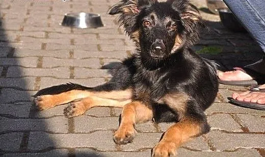 Ignaś szuka kochającego domu! :), dolnośląskie Je