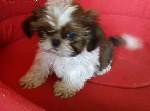 Shih Tzu - do odbioru - , śląskie Częstochowa