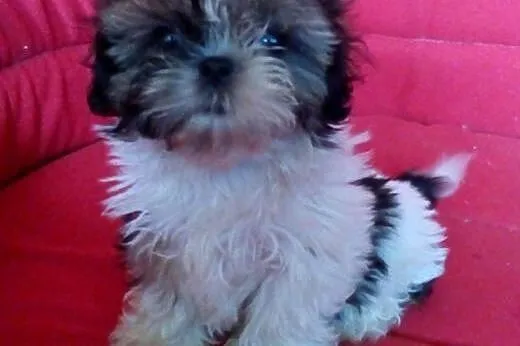 Shih Tzu - do odbioru - ,  śląskie Częstochowa