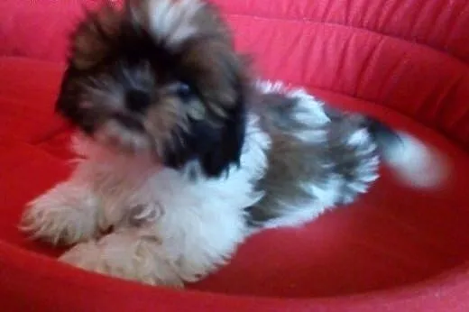 Shih Tzu - do odbioru - ,  śląskie Częstochowa