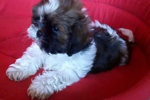 Shih Tzu - do odbioru - ,  śląskie Częstochowa